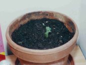 Brambora